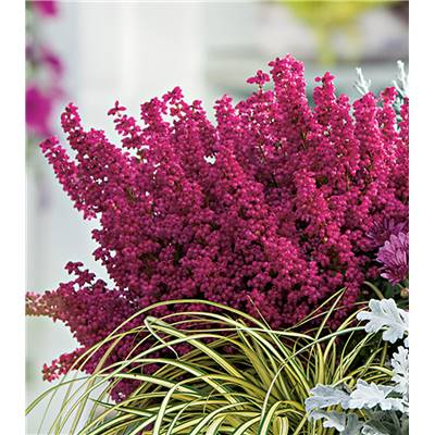 BRUYERE D'HIVER ERICA ROUGE - LOT DE 3 GODETS