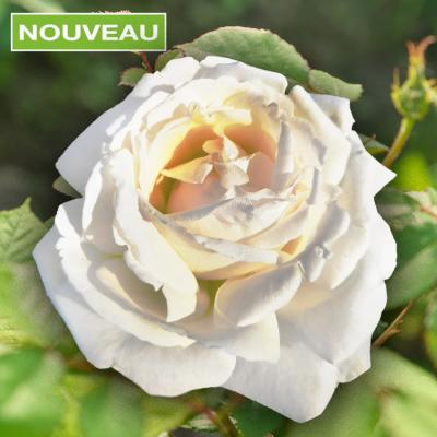 ROSIER BUISSON JEANNE CŒUR ® - LE ROSIER