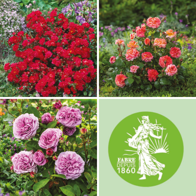 OFFRE FABRE : 3 Rosiers miniatures 