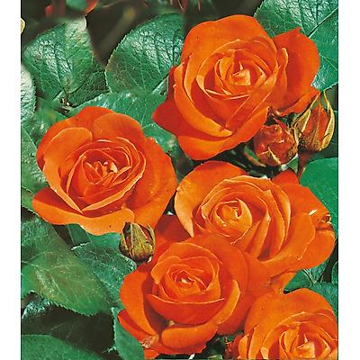 ROSIER POLYANTHA ORANGE SENSATION - 3 ROSIERS