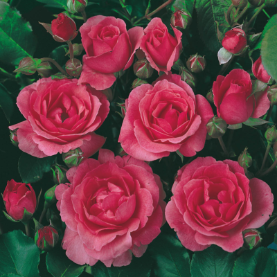 ROSIER POLYANTHA TOM TOM® - 3 ROSIERS