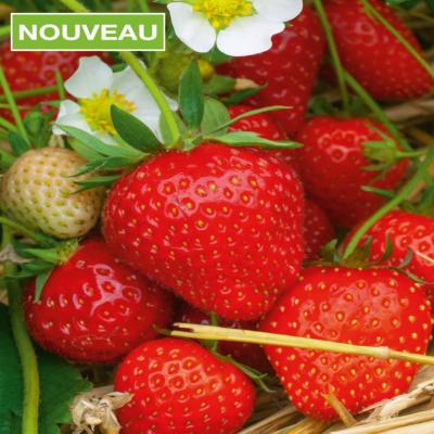 FRAISIER CIRAFINE - 20 PLANTS