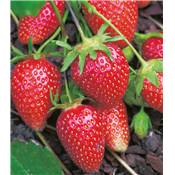 FRAISIER RUBIS DES JARDINS - 20 PLANTS