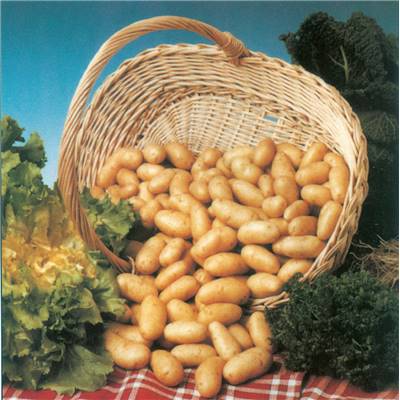 POMPADOUR - Les 25 plants