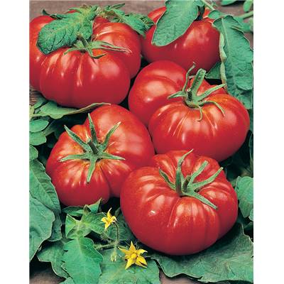 TOMATE MARMANDE VR - 0.5 G