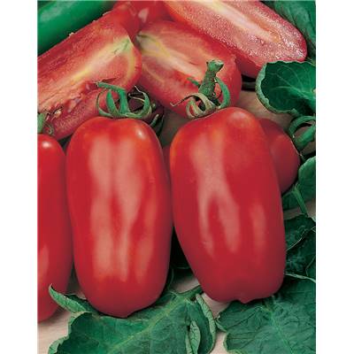 TOMATE SCATOLONE - 0,5 G