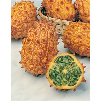 KIWANO - 0.5 G