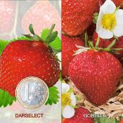 OFFRE FRAISIERS DEGUSTATION GROS FRUITS - 40 PLANTS