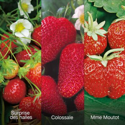 OFFRE SPECIALE FRAISIERS - 60 PLANTS