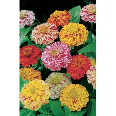 ZINNIA PEPPERMINT STICK - 2 G