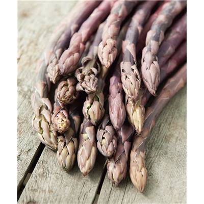 ASPERGE ROSALIE HF1 - 10 GRIFFES