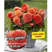 BEGONIA SUPERBA FLEURS GEANTES - 3 BULBES