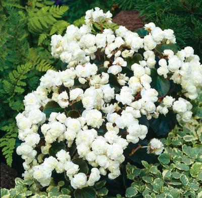 BEGONIAS DOUBLES  - BLANC FILET DE 3 BULBES