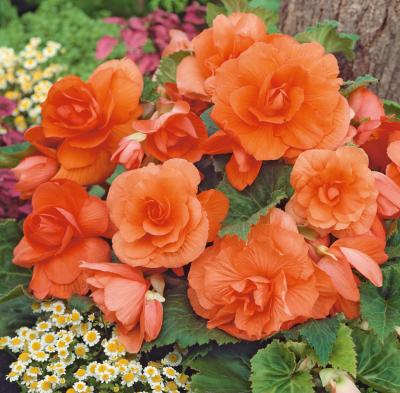 BEGONIAS DOUBLES - ORANGE FILET DE 3 BULBES