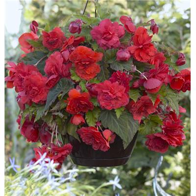 BEGONIA CASCADES ODORATA RED