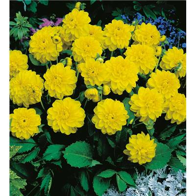 DAHLIA BUISS,DECORATIF SISA