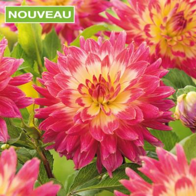 DAHLIA MAGIC SUNRISE - LE BULBE