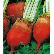 BETTERAVE GEANTE ROUGE - 1 KG