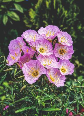 OENOTHERA FRUTICOSA - 3 GODETS