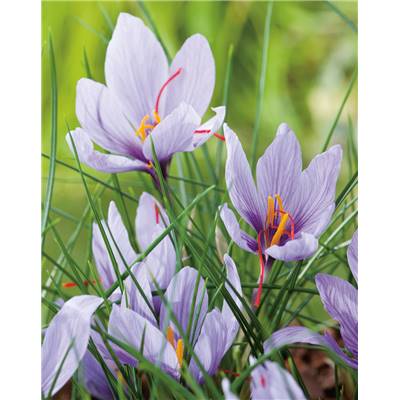 CROCUS SATIVUS SAFRAN - 20 BULBES