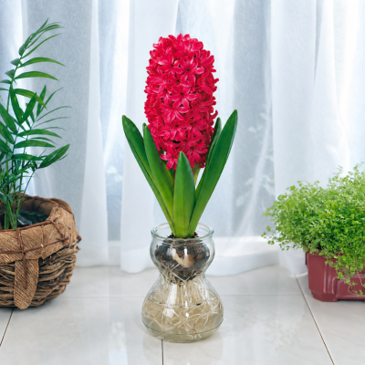 PACK JACINTHE JAN BOS 3 BULBES + 1 VASE 