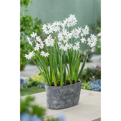 OFFRE FABRE : Narcisse Paper White - 16 BULBES