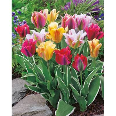 MELANGE TULIPES VIRIDIFLORAS - 10 BULBES