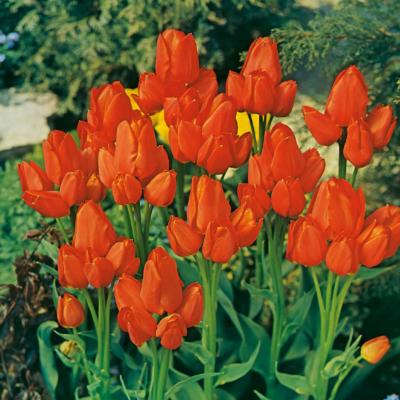 TULIPES ORANGE TORONTO  - 10 BULBES