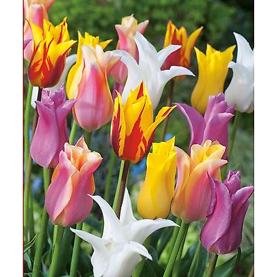 MELANGE TULIPES FLEURS DE LYS - 20 BULBES