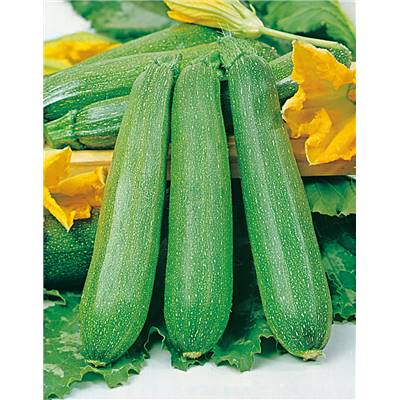 COURGETTE DIAMANT HF1 - 5 G