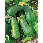 COURGETTE LONGUE DE NICE - 3 G