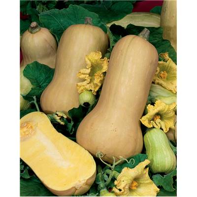 COURGE BUTTERNUT OU DOUBEURRE - 5 G