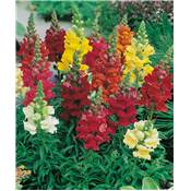 OFFRE ANTIRRHINUM - VIVACE - 6 GODETS 