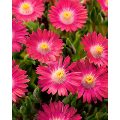 OFFRE FABRE : LOT DE 6 DELOSPERMA COOPERI 