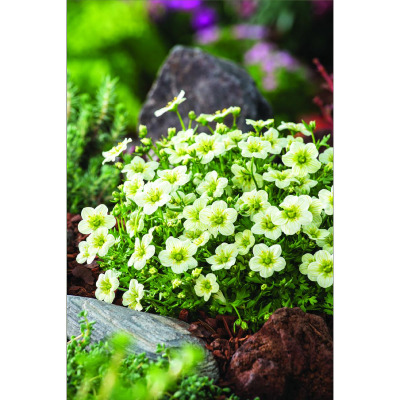 SAXIFRAGA ARENDSII TOURAN WHITE