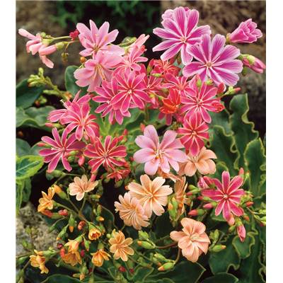 LEWISIA COTYLEDON  - 3 GODETS