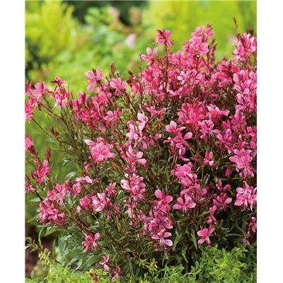 OFFRE GAURA NAIN GAUDI RED - 6 GODETS