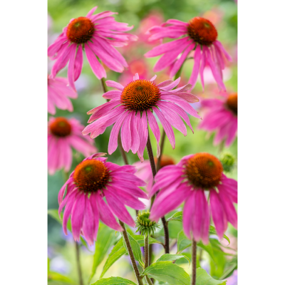 ECHINACEA PURPUREA - 3 GODETS