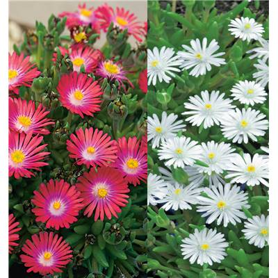 LOT DELOSPERMAS PLANTE VIVACE - 6 GODETS