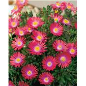 DELOSPERMA JEWEL OF DESERT GARNET  - 3 GODETS