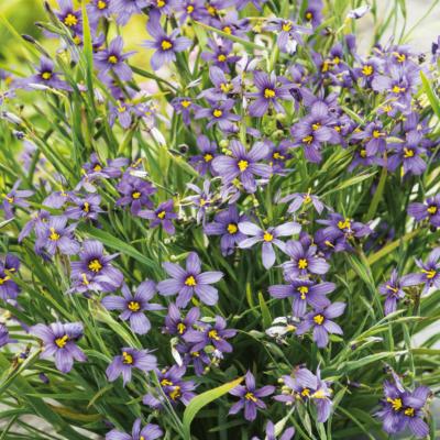 SISYRINCHIUM MONTANUM - 3 GODETS