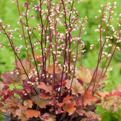 HEUCHÉRA MICRANTHA GEORGIA PEACH - LE POT