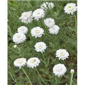 CAMOMILLE DOUBLE - LOT DE 2 GODETS