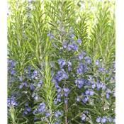 ROMARIN - LOT DE 2 PLANTES