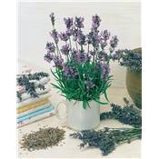 LAVANDE - LOT DE 2 PLANTES