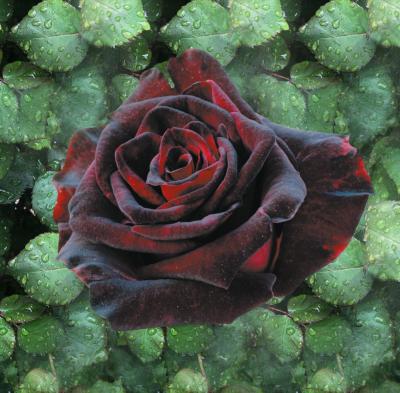 ROSIER BUISSON BLACK BACCARA ®- LE ROSIER