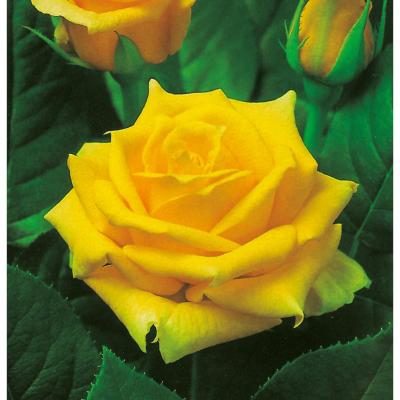 ROSIER QUEEN ELISABETH JAUNE - LE ROSIER