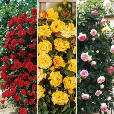 OFFRE ROSIER GRIMPANT - 3 ROSIERS