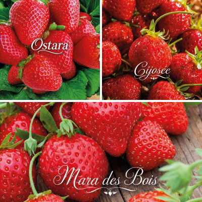 OFFRE FABRE : DÉGUSTATION 60 FRAISIERS : 3 VARIÉTÉS À FORTE PRODUCTION