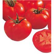 TOMATE FOURNAISE HF1 - 25 SEMENCES